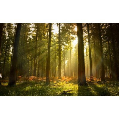 Postershop Fototapeta vliesová: Východ slunce v lese rozměry 254x368 cm – Zboží Mobilmania