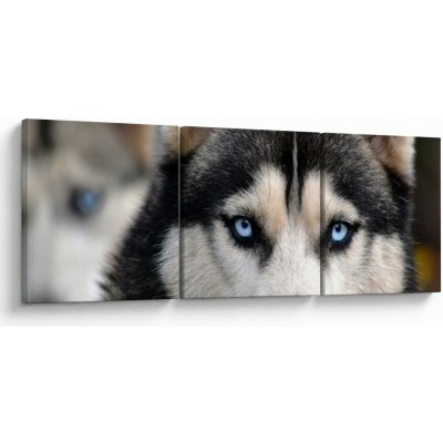 Obraz psa husky, třídílný 150x50 cm – Hledejceny.cz