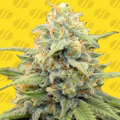Original Sensible Seeds Apple Fritter AUTO semena neobsahují THC 5 ks – Zboží Dáma