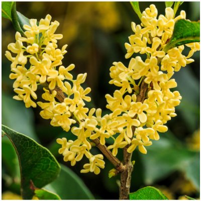 Olivovník libovonný - Osmanthus fragrans - semena olivovníku - 5 ks