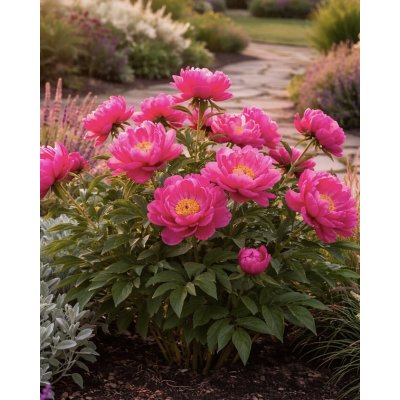 Pivoňka 'Cytherea' v květináči – Zboží Dáma