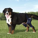 Balto Dvojitá kolenní ortéza s dlahou pro psa L – Zboží Dáma