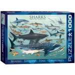 EuroGraphics Jigsaw Sharks 1000 dílků – Zboží Mobilmania