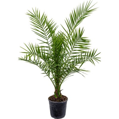 Gardners Phoenix canariensis, průměr 19 cm Datlovník kanárský – Zboží Mobilmania