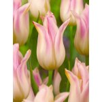 Tulipán 'Elegant lady' 5 ks Velikost hlíz: 10/11 – Zboží Dáma