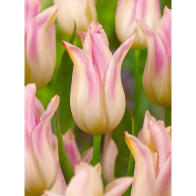 Tulipán 'Elegant lady' 5 ks Velikost hlíz: 10/11 – Zboží Dáma