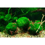 Cladophora aegagropila mini 1-3 cm – Hledejceny.cz