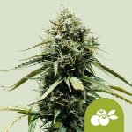 Royal Queen Seeds Haze Berry AUTO semena neobsahuji THC 1 ks – Sleviste.cz