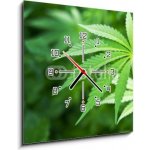 Obraz s hodinami 1D - 50 x 50 cm - Young cannabis plant marijuana plant detail Mladá rostlina konopí marihuany detail rostliny