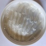 Noventis želatinové tobolky velikost 00 natural 1000 ks – Sleviste.cz