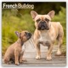 Kalendář French Bulldog Französische Bulldoggen 16-Monats 2025