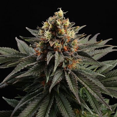Kannabia Seeds Sativa Dream semena neobsahují THC 1 + 1 ks Cookies Haze – Zbozi.Blesk.cz