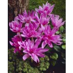 Ocún 'Waterlily' 1 ks – Zboží Dáma