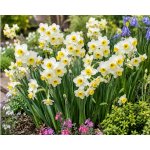 Narcis 'Minnow' 5 ks – Hledejceny.cz