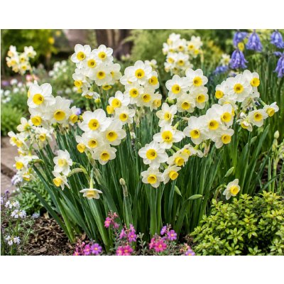 Narcis 'Minnow' 5 ks – Hledejceny.cz