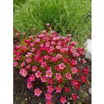 GREENBOSS FLOWER Lomikámen - Alpino Pink Průměr květináče: 9 až 12 cm – Zbozi.Blesk.cz