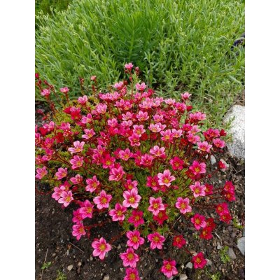 GREENBOSS FLOWER Lomikámen - Alpino Pink Průměr květináče: 9 až 12 cm – Zbozi.Blesk.cz