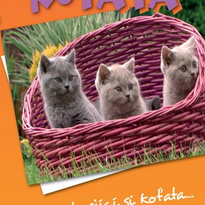 Koťata DVD