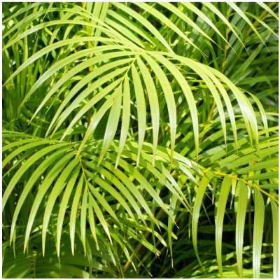 Palma madagaskarská - Dypsis madagascariensis - semena palmy - 3 ks