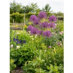 Okrasný česnek 'Purple Rain' 5 ks – Zboží Dáma