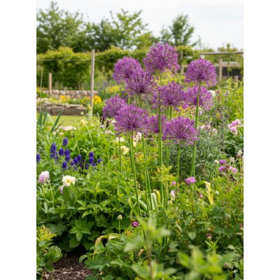 Okrasný česnek 'Purple Rain' 5 ks – Zboží Dáma