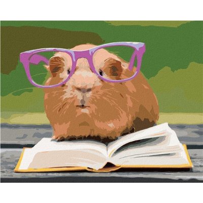 zuty Morče v brýlích čte knížku 40 x 50 cm bez rámu a bez vypnutí plátna – Zboží Mobilmania