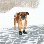 Trixie Boty ochranné Walker Active 2ks – Zboží Dáma