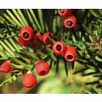 Taxus baccata Prodejní velikost: 080/100, Velikost hrnku: 12 l