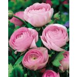 Lukon Glads Ranunculus paeniflorus ROSE - pryskyřník pivoňkovitý – Hledejceny.cz