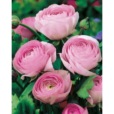 Lukon Glads Ranunculus paeniflorus ROSE - pryskyřník pivoňkovitý – Hledejceny.cz