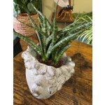 Sansevieria ‘Fernwood Punk’ – Zboží Mobilmania