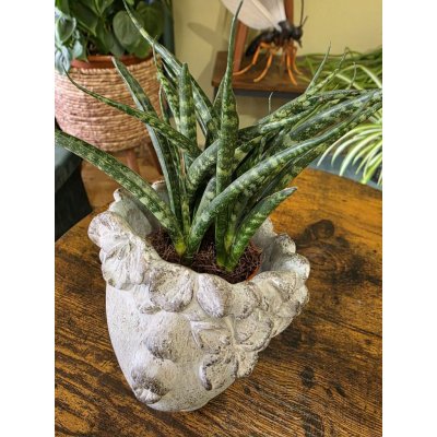 Sansevieria ‘Fernwood Punk’ – Zboží Mobilmania