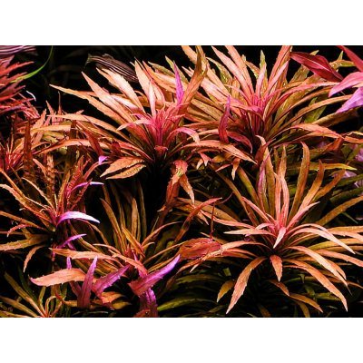 Pogostemon stellatus Broad Leaf 5,5 cm – Zboží Mobilmania