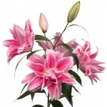 Lilie OR DU ROSELILY ISABELLA 100 cm / 4+ – Zboží Dáma