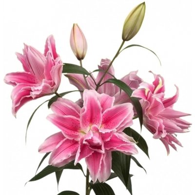 Lilie OR DU ROSELILY ISABELLA 100 cm / 4+ – Zboží Dáma