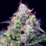 Sweet Seeds Cream Caramel semena neobsahují THC 5 ks – Sleviste.cz