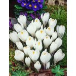 Krokus 'Jeanne d'arc large flowering' 10 ks Velikost cibulek: 6/7 – Zboží Dáma
