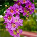 Lagerstroemie nádherná - Lagerstroemia floribunda - semena - 7 ks – Zboží Dáma