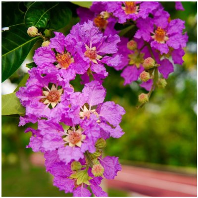 Lagerstroemie nádherná - Lagerstroemia floribunda - semena - 7 ks – Zboží Dáma