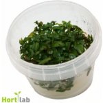 Ludwigia sp. Atlantis – Zboží Dáma