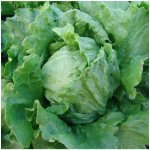 Salát hlávkový Tarzan - Lactuca sativa L. - semena salátu - 250 ks – Zboží Mobilmania
