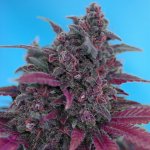 Sweet Seeds Dark Devil AUTO semena neobsahují THC 5 ks – Zboží Dáma