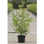 Muchovník Lamarckův FloraSelf Amelanchier lamarckii 50-60 cm květináč 4 l – Sleviste.cz
