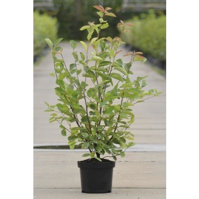 Muchovník Lamarckův FloraSelf Amelanchier lamarckii 50-60 cm květináč 4 l – Sleviste.cz