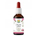 Salvia Paradise Echinacea třapatka nachová tinktura 50 ml – Hledejceny.cz