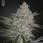 Green House Seed Shishka Lemonade semena neobsahují THC 3 ks – Hledejceny.cz