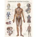 Lymfatický systém člověka - plakát – Zboží Mobilmania