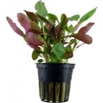 Lobelia cardinalis - Lobelka šarlatová – Zboží Dáma