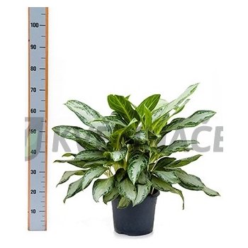 Aglaonema golden bay 26x50cm