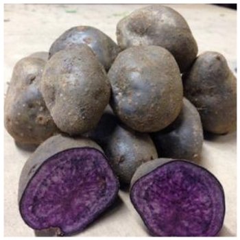 Sadbové brambory Blue Congo - Solanum tuberosum - brambory - 5 ks